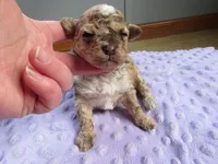 Stormy, a female Poodle - Miniature  for sale in Buncombe, IL – Photo 1 of 9