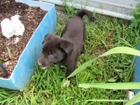 Wiggles, a female Siberian Husky and Labrador Retriever for sale in Buncombe, IL – 4 of 10
