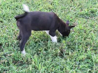 Heidi $20!!, a female Siberian Husky and Labrador Retriever for sale in Buncombe, IL – 3 of 9