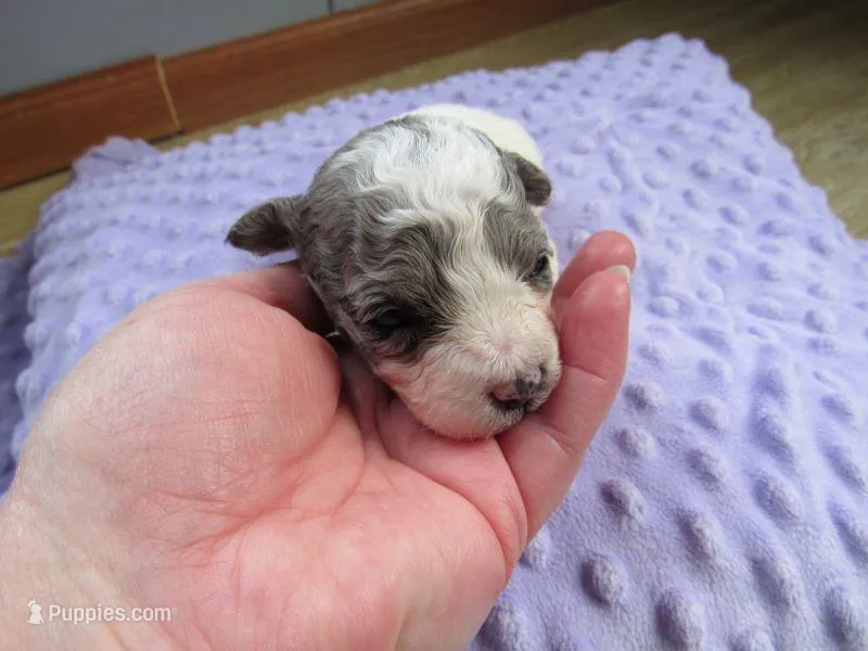 Meadow – Poodle - Miniature  puppy for sale in Buncombe, IL