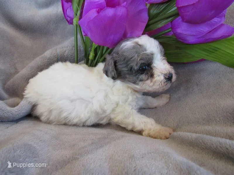 Meadow – Poodle - Miniature  puppy for sale in Buncombe, IL