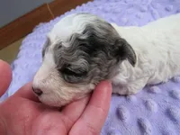 Meadow, a female Poodle - Miniature  for sale in Buncombe, IL – Photo 3 of 7