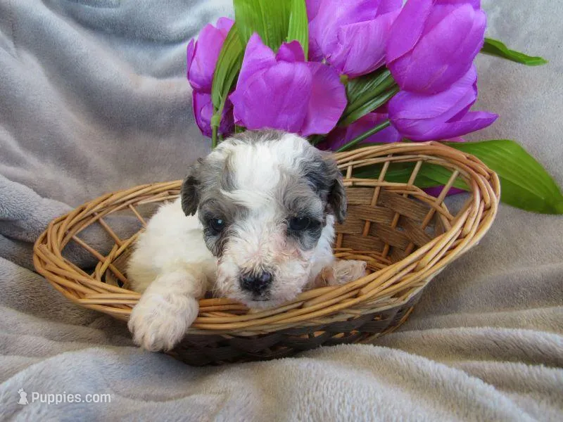 Meadow – Poodle - Miniature  puppy for sale in Buncombe, IL