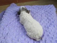 Meadow, a female Poodle - Miniature  for sale in Buncombe, IL – Photo 5 of 7