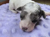 Meadow, a female Poodle - Miniature  for sale in Buncombe, IL – Photo 2 of 7