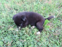 Toby, a male Siberian Husky and Labrador Retriever for sale in Buncombe, IL – 2 of 7