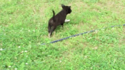Tiny, a female Siberian Husky and Labrador Retriever for sale in Buncombe, IL – 5 of 7