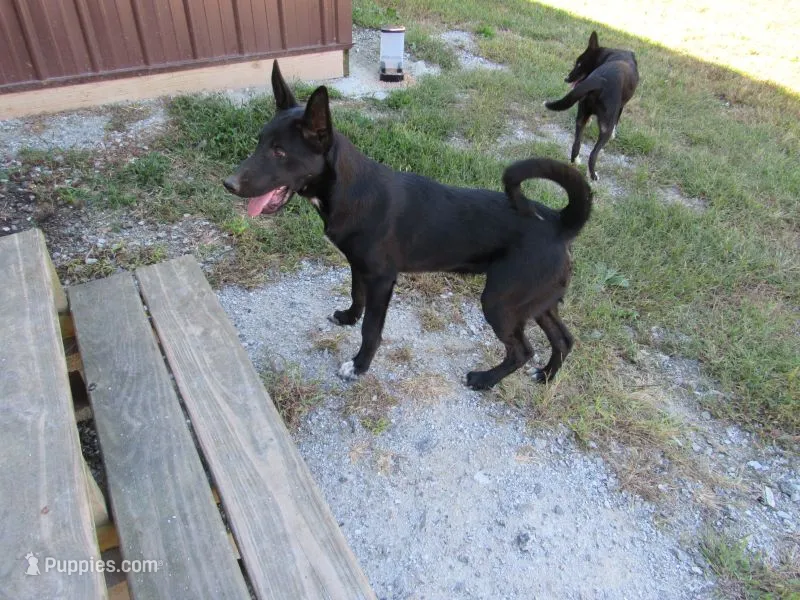 Max free!! – Siberian Husky, Labrador Retriever puppy for sale in Buncombe, IL