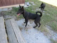 Max free!!, a male Siberian Husky and Labrador Retriever for sale in Buncombe, IL – 1 of 8