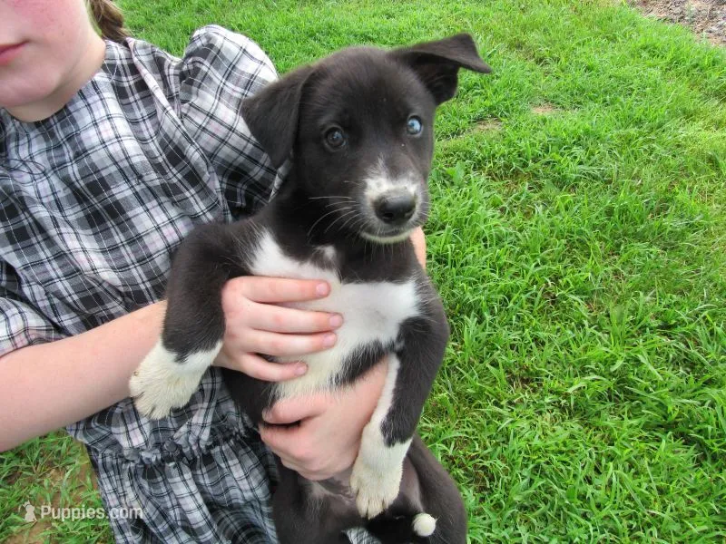 Jenny – Siberian Husky, Labrador Retriever puppy for sale in Buncombe, IL