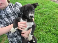 Jenny, a female Siberian Husky and Labrador Retriever for sale in Buncombe, IL – 1 of 6