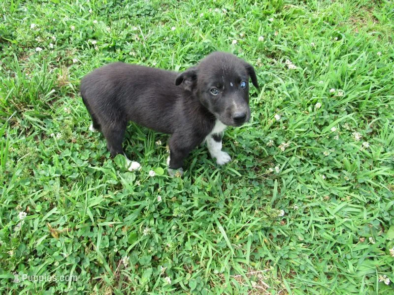 Kate – Siberian Husky, Labrador Retriever puppy for sale in Buncombe, IL