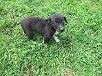 Kate, a female Siberian Husky and Labrador Retriever for sale in Buncombe, IL – 1 of 8