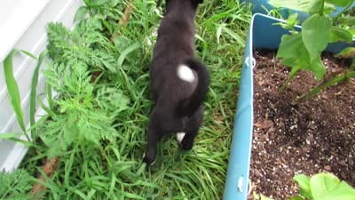 Kate, a female Siberian Husky and Labrador Retriever for sale in Buncombe, IL – 5 of 8