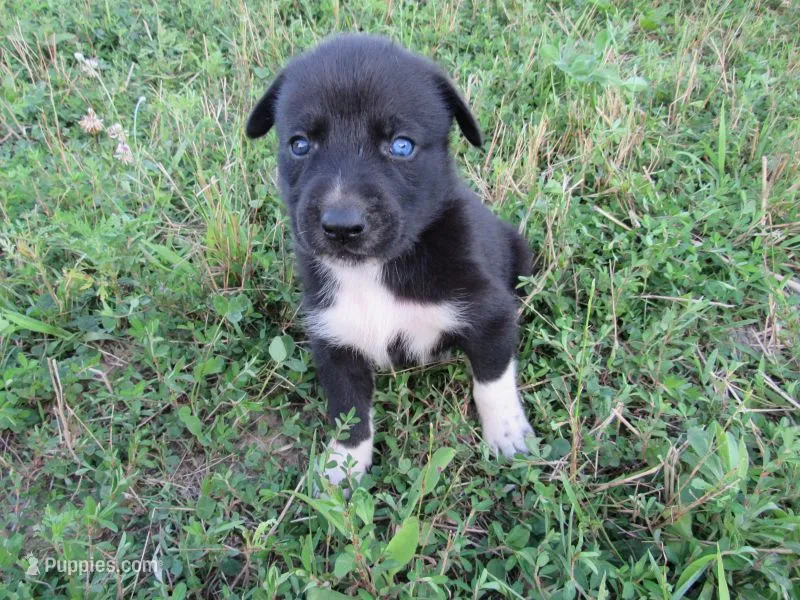 Kate – Siberian Husky, Labrador Retriever puppy for sale in Buncombe, IL