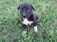 Kate, a female Siberian Husky and Labrador Retriever for sale in Buncombe, IL – 1 of 5