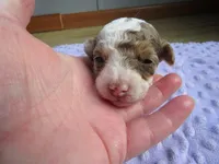 Summer, a female Poodle - Miniature  for sale in Buncombe, IL – Photo 2 of 7