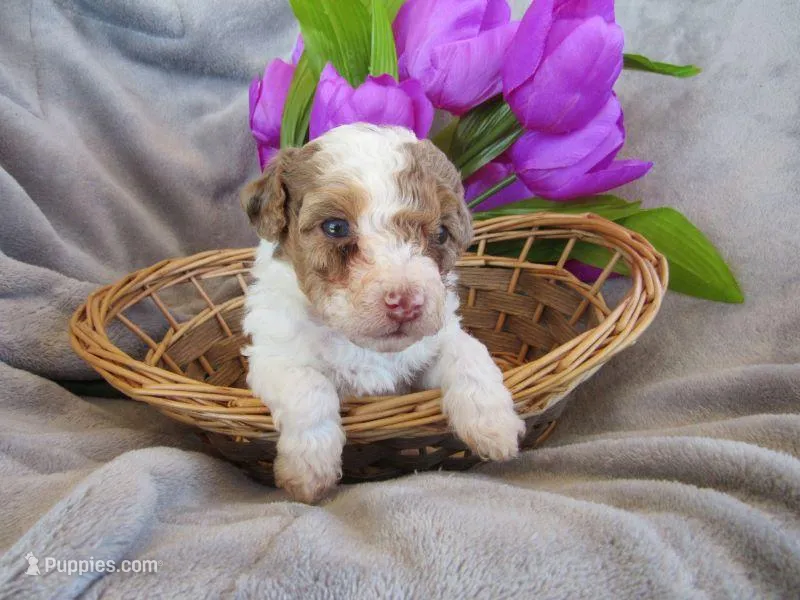 Summer – Poodle - Miniature  puppy on hold in Buncombe, IL