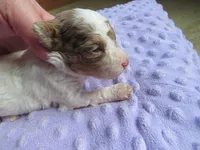 Summer, a female Poodle - Miniature  for sale in Buncombe, IL – Photo 4 of 7