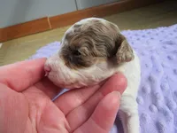 Summer, a female Poodle - Miniature  for sale in Buncombe, IL – Photo 3 of 7