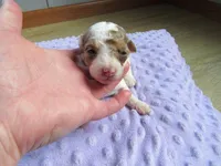 Summer, a female Poodle - Miniature  for sale in Buncombe, IL – Photo 1 of 7