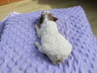 Summer, a female Poodle - Miniature  for sale in Buncombe, IL – Photo 5 of 7