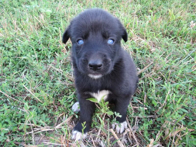 Freya – Siberian Husky, Labrador Retriever puppy for sale in Buncombe, IL