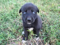 Freya, a female Siberian Husky and Labrador Retriever for sale in Buncombe, IL – 1 of 6