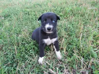 Jenny, a female Siberian Husky and Labrador Retriever for sale in Buncombe, IL – 4 of 6