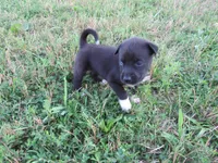 Mia, a female Siberian Husky and Labrador Retriever for sale in Buncombe, IL – 3 of 7