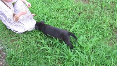 Mia, a female Siberian Husky and Labrador Retriever for sale in Buncombe, IL – 6 of 9