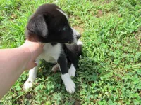 Rose, a female Siberian Husky and Labrador Retriever for sale in Buncombe, IL – 2 of 9
