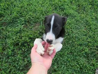 Heidi $20!!, a female Siberian Husky and Labrador Retriever for sale in Buncombe, IL – 1 of 9