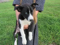 Rose $20!!, a female Siberian Husky and Labrador Retriever for sale in Buncombe, IL – 1 of 10