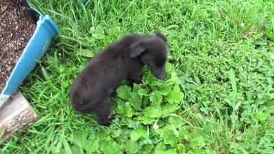 Max, a male Siberian Husky and Labrador Retriever for sale in Buncombe, IL – 7 of 9