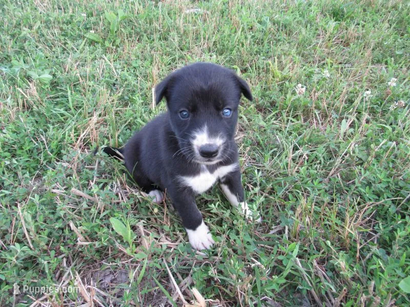 Jenny – Siberian Husky, Labrador Retriever puppy for sale in Buncombe, IL