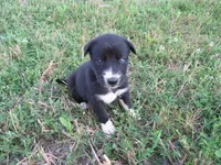 Jenny, a female Siberian Husky and Labrador Retriever for sale in Buncombe, IL – 1 of 6