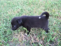 Freya, a female Siberian Husky and Labrador Retriever for sale in Buncombe, IL – 3 of 6