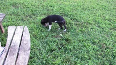Heidi $20!!, a female Siberian Husky and Labrador Retriever for sale in Buncombe, IL – 9 of 9