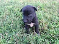 Max, a male Siberian Husky and Labrador Retriever for sale in Buncombe, IL – 4 of 6