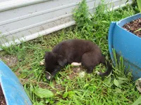 Toby, a male Siberian Husky and Labrador Retriever for sale in Buncombe, IL – 3 of 10