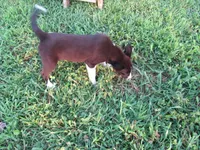 Rose $20!!, a female Siberian Husky and Labrador Retriever for sale in Buncombe, IL – 2 of 10