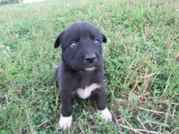 Wiggles, a female Siberian Husky and Labrador Retriever for sale in Buncombe, IL – 3 of 6