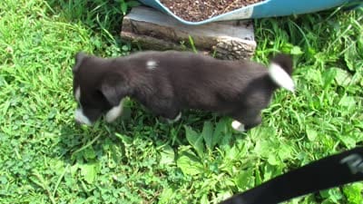 Rose, a female Siberian Husky and Labrador Retriever for sale in Buncombe, IL – 6 of 9