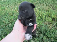 Max, a male Siberian Husky and Labrador Retriever for sale in Buncombe, IL – 3 of 6