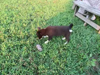 Rose $20!!, a female Siberian Husky and Labrador Retriever for sale in Buncombe, IL – 3 of 10