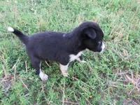 Rose, a female Siberian Husky and Labrador Retriever for sale in Buncombe, IL – 6 of 7