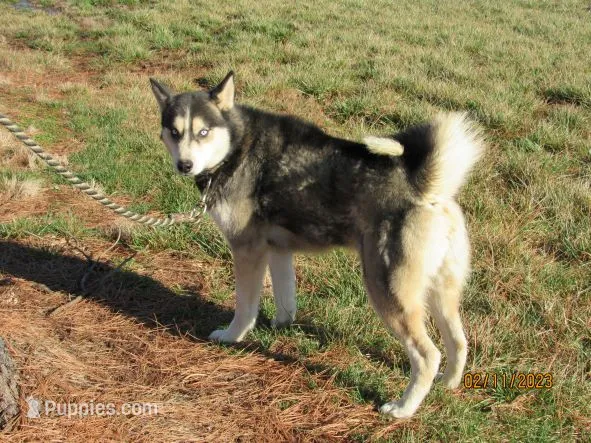 Huskydor puppies – Siberian Husky, Labrador Retriever puppy for sale in Buncombe, IL