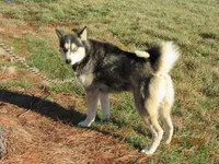 Huskydor puppies, a  Siberian Husky and Labrador Retriever for sale in Buncombe, IL – 1 of 2
