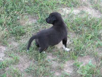 Mia, a female Siberian Husky and Labrador Retriever for sale in Buncombe, IL – 5 of 7